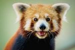 red panda.jpeg