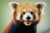 red panda.jpeg