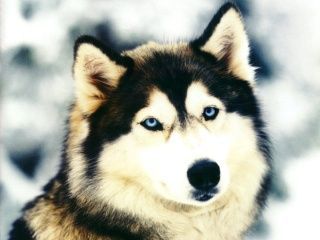 Husky6.jpg