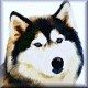 Husky1.jpg