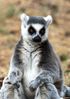 A341 Ring Tailed Lemur - Lemur catta.jpg