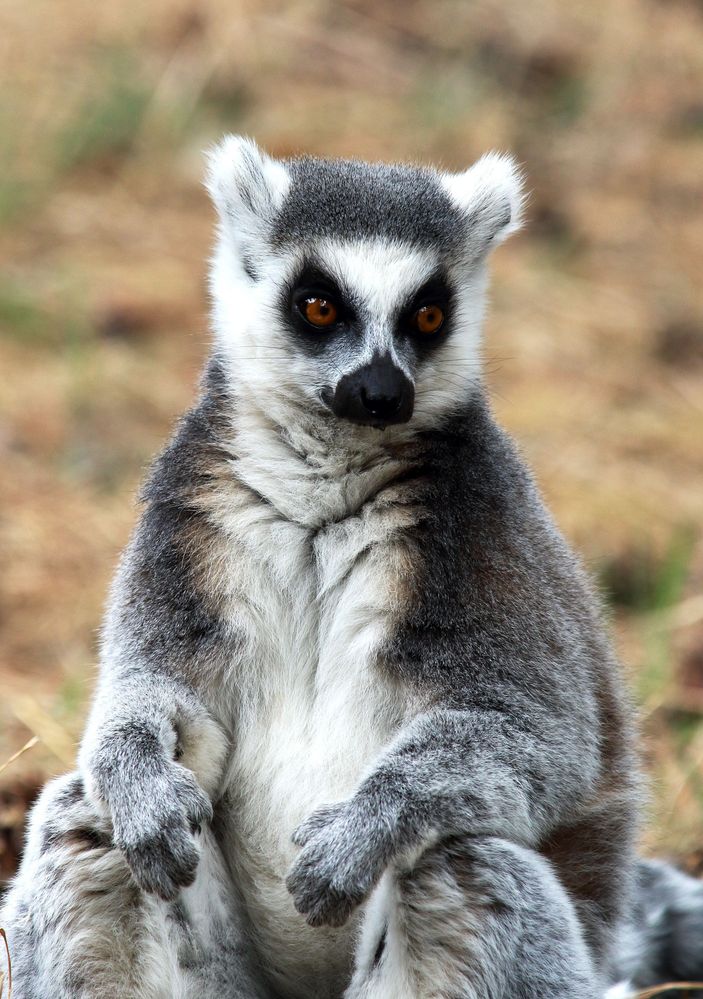 A341 Ring Tailed Lemur - Lemur catta.jpg