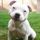 Staffie85