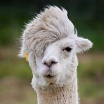 llama.jpg