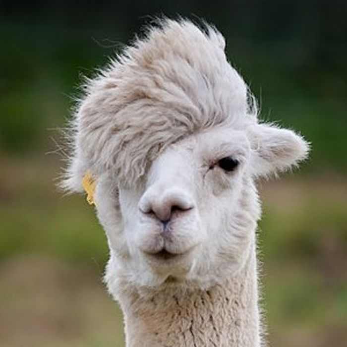 llama.jpg