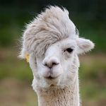 llama.jpg