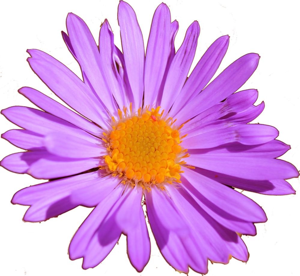 European_Michaelmas_Daisy.jpg