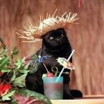 Profile (Crystalyne)