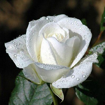 white-rose-flower-500x500.png