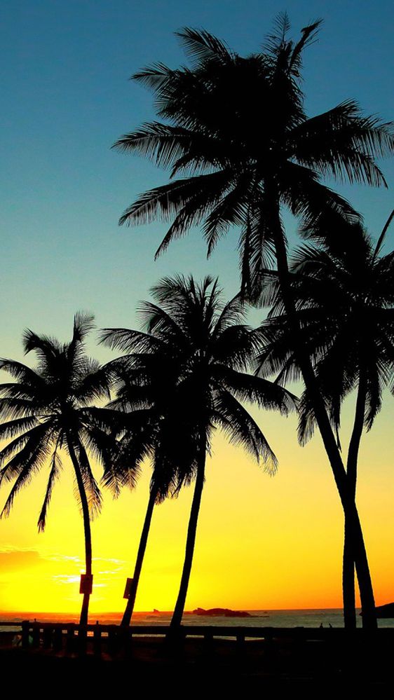 1506582006PalmtreessunsetGalaxyS8Wallpapers.jpg