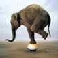 Elephant-On-A-Beachball-resized-85.jpg