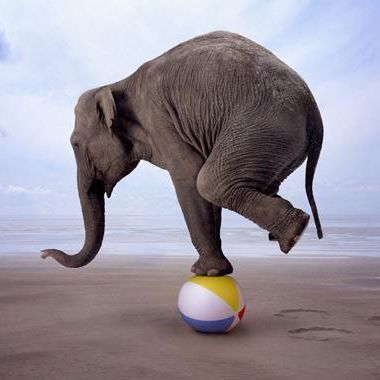 Elephant-On-A-Beachball.jpg