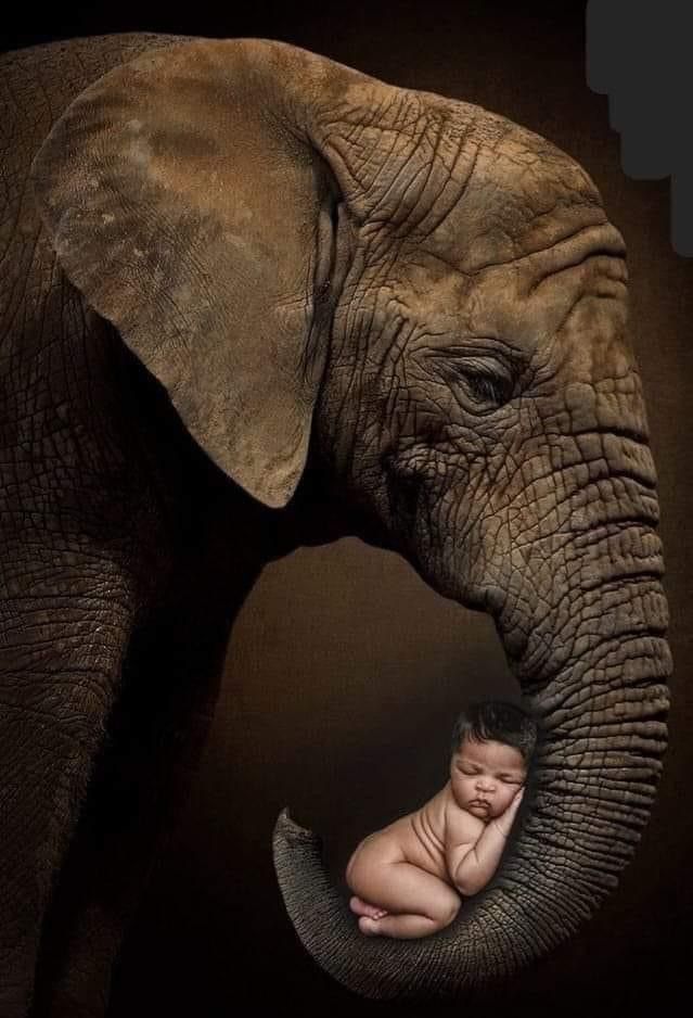 Elephant Cradling Baby.jpg