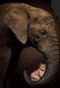 Elephant Cradling Baby.jpg
