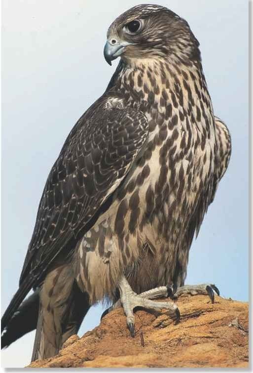tatto falcon.jpg