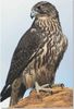 tatto falcon.jpg