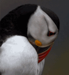 Profile (Puffinz)