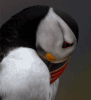 Sad Puffin2.gif