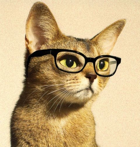 2014 RP pipps cat 1.jpg