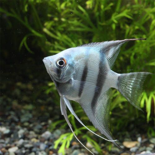 angelfish.jpg