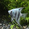 angelfish.jpg