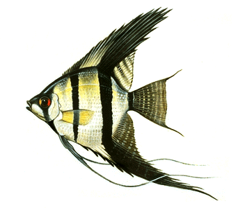 Angelfish2.gif
