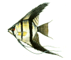 Angelfish2.gif