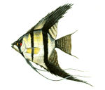 Angelfish2.gif