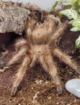 Profile (TarantulaMom)