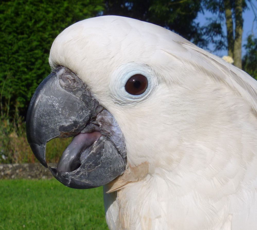 P1000988 (2018_04_02 08_14_54 UTC) (2).JPG