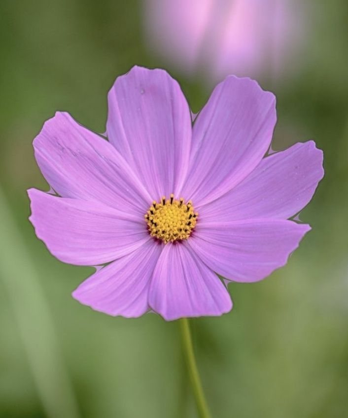 Screenshot_20240513_202724_Samsung Internet.jpg