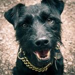 Profile (AnOldGreyDog)