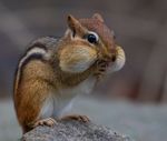 Profile (Chipmunk_1)