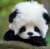 خلفيات-الباندا-18.jpg