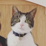 Profile (ratchet404)