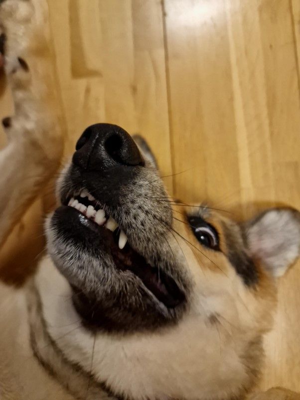 Face of Mischief.jpg