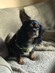 Profile (Fozzy2670)
