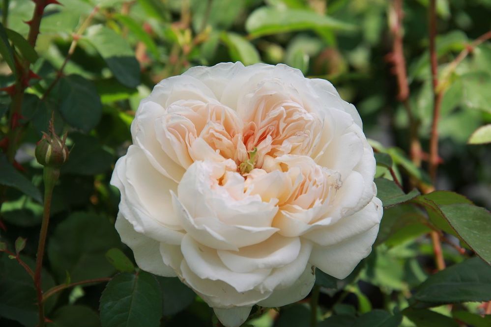 Rosa_'Glamis_Castle'.jpg