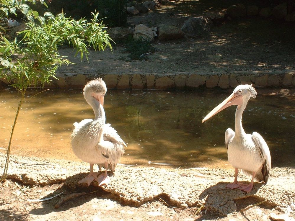 Grotty pelicans.jpg