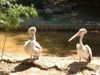 Grotty pelicans.jpg