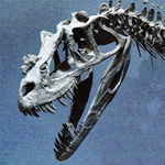 Profile (C-Rex)
