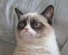 grumpycat.jpg