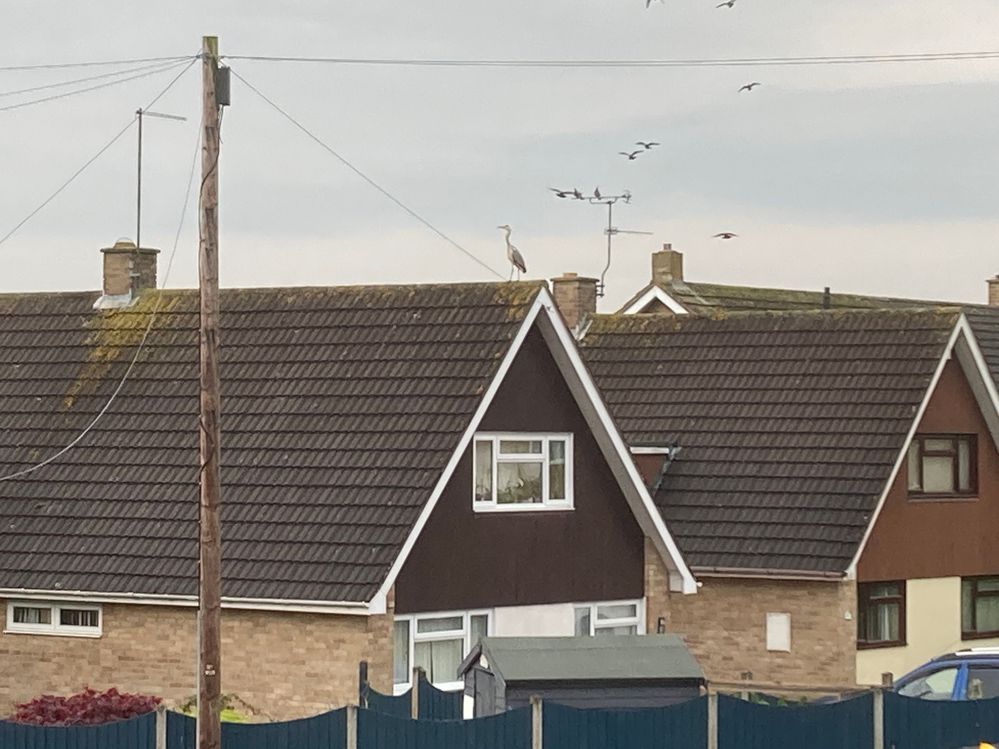 Ore December 2025 FTTC option