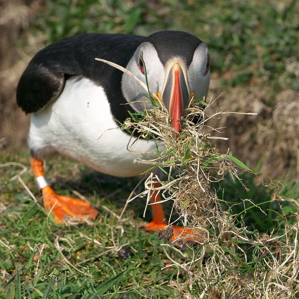 puffin.collecting.jpg