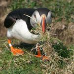 puffin.collecting.jpg
