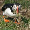 puffin.collecting.jpg