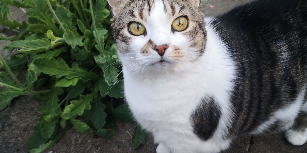 2020-04-27 19.25.21 (1).jpg