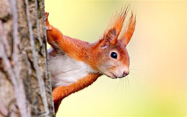 red-squirrel_2677337b.jpg
