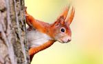 red-squirrel_2677337b.jpg