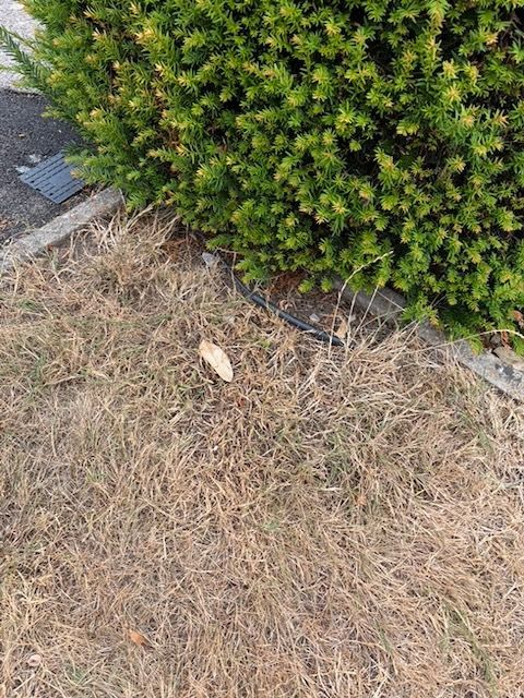 IMG_2642.jpeg